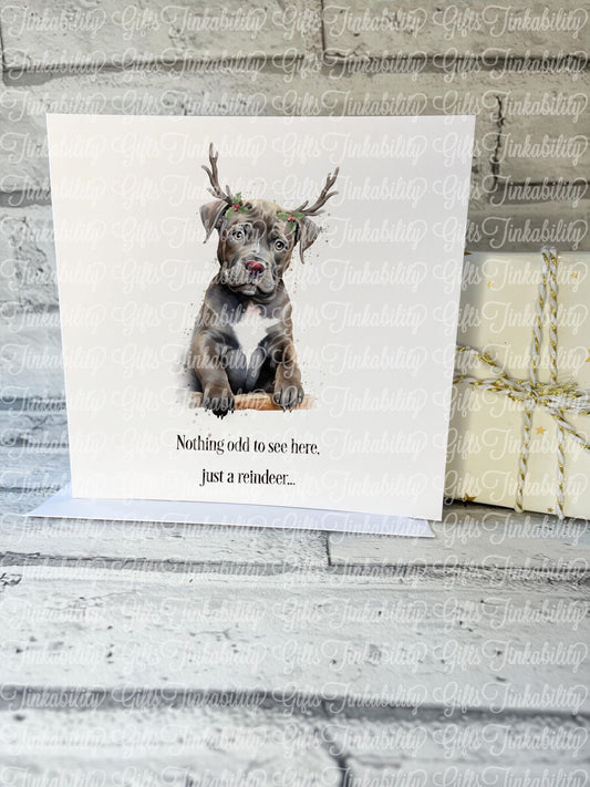 XL Bully puppy Reindeer Christmas Card