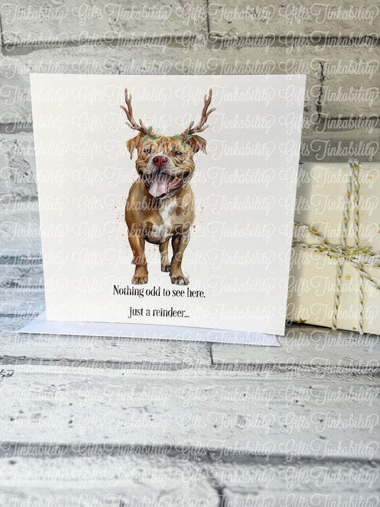 XL Bully Reindeer Christmas card